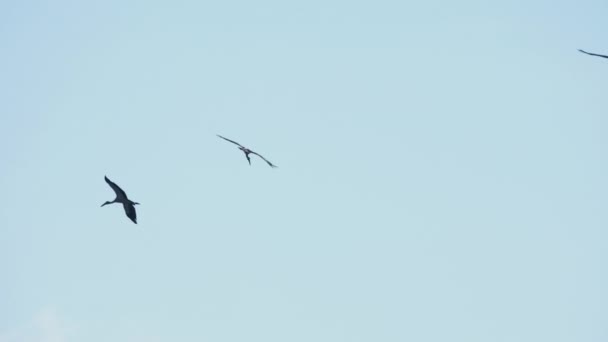 Troupeau d'oiseaux asiatiques à bec ouvert dans le ciel bleu — Video