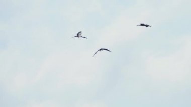 Mavi gökyüzünde Asyalı Openbill kuşları sürüsü