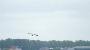 Martı Amsterdam havaalanında