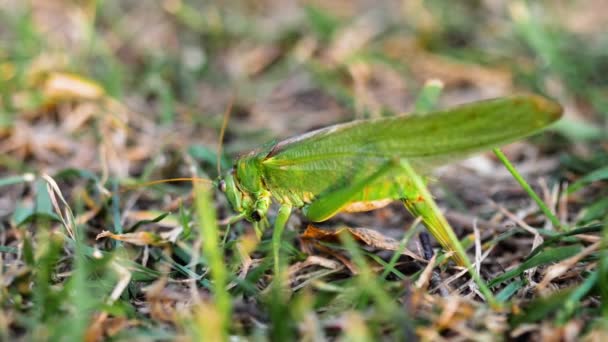 Gran hembra de langosta verde pone huevos — Vídeos de Stock