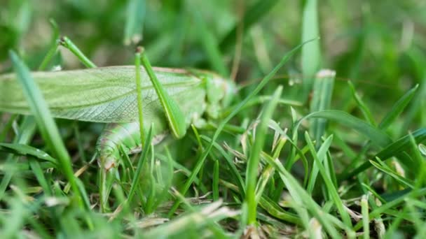 Stora gröna gräshoppor kvinnliga lägger ägg — Stockvideo