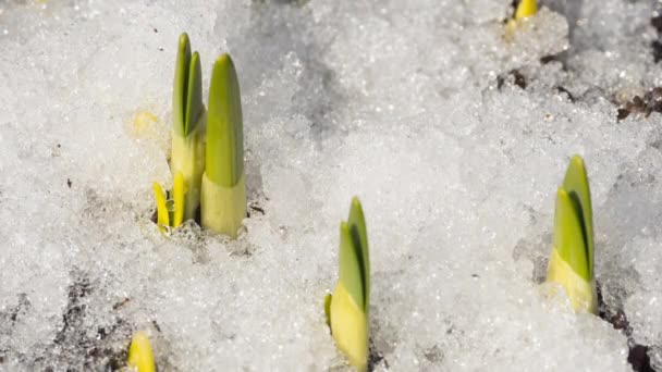 Tidsförlopp för smältande snö — Stockvideo