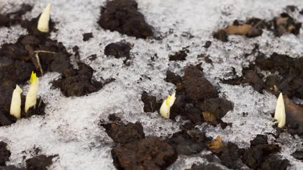 Caducidad del derretimiento del hielo — Vídeos de Stock