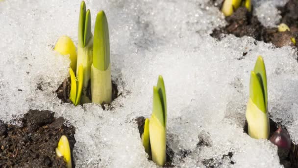 Tidsförlopp för smältande snö — Stockvideo