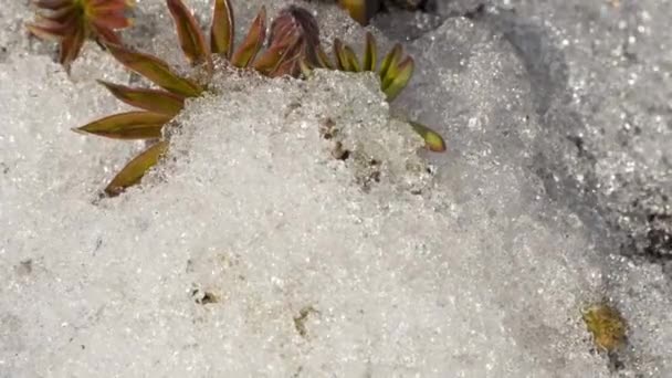 Time lapse of melting ice — Stock Video