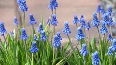 Üzümlü sümbül çiçekleri, Muscari botryoides
