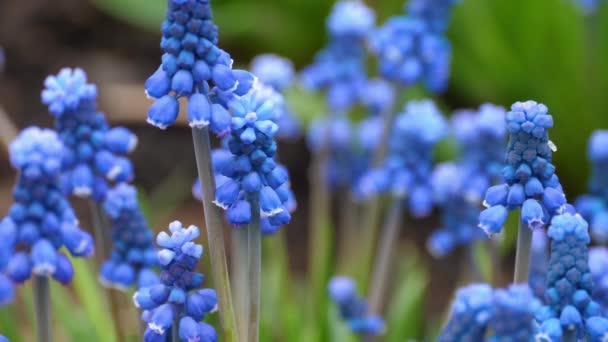 Primer plano de una flor Muscari primera flor azul de primavera — Vídeos de Stock
