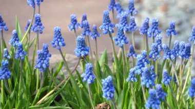 Üzümlü sümbül çiçekleri, Muscari botryoides