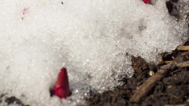 Time Lapse shot of melting snow — Αρχείο Βίντεο