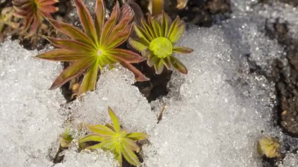 雪融化的时间流逝 — 图库视频影像