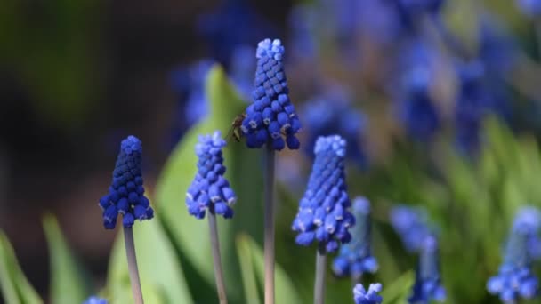 Kwiaty hiacyntu winogronowego, Muscari botryoides — Wideo stockowe