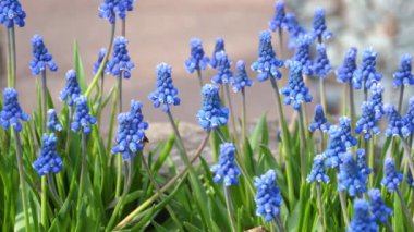 Üzümlü sümbül çiçekleri, Muscari botryoides