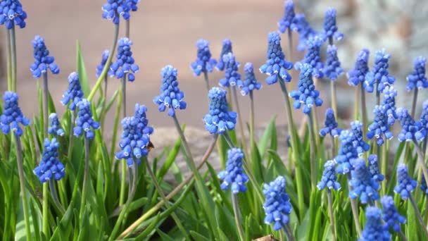 Kwiaty hiacyntu winogronowego, Muscari botryoides — Wideo stockowe