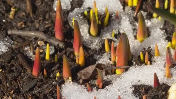 Time-Lapse tiro de nieve derretida — Vídeos de Stock