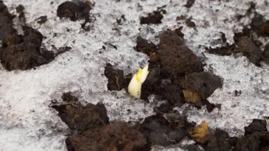 Eriyen buzun zaman aşımı