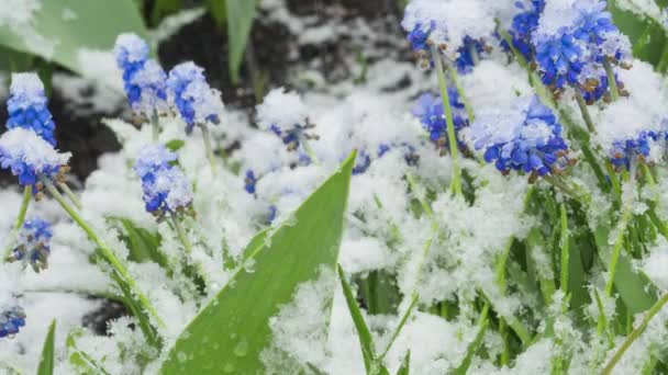 Blå Muscari blommor under snön — Stockvideo