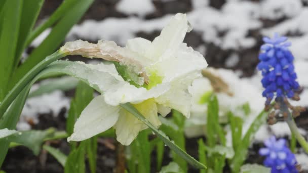 Narcissus blomma under snön — Stockvideo