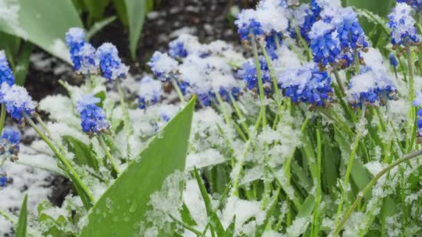 Mavi Muscari çiçekleri karın altında — Stok video