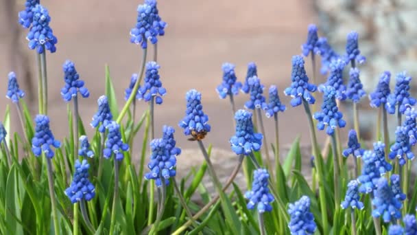 Blommor av en druva hyacint, Muscari botryoides — Stockvideo