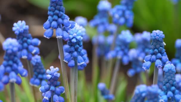 Zbliżenie kwiatu Muscari pierwszy niebieski wiosenny kwiat — Wideo stockowe