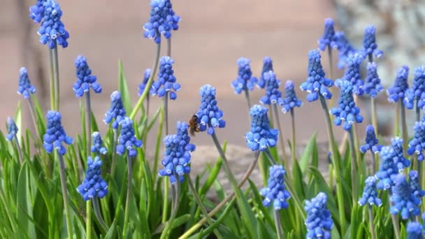 Fiori di un giacinto di chicco d'uva, Muscari botryoides — Video Stock