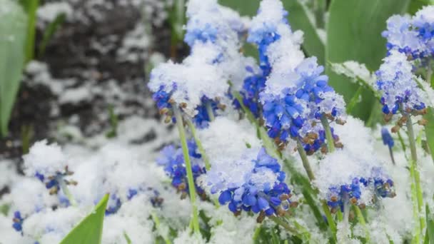 Blaue Muscari-Blüten unter dem Schnee — Stockvideo