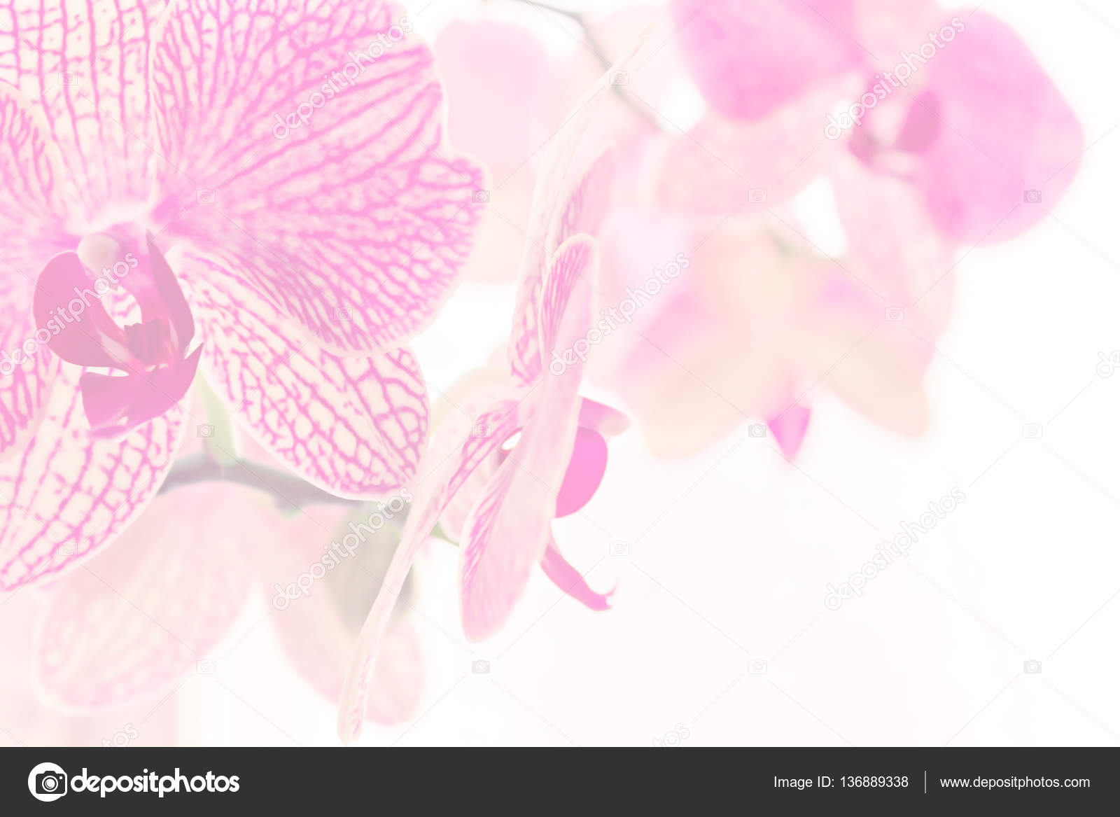 Protetor de tela de galhos orquídea florescendo fotos, imagens de ©  haurashkoksu #136889338