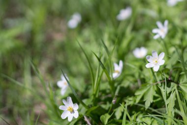 Beyaz bahar çiçekleri güneş ışığı altında