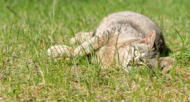 Şişman kedi kendisini güneşte ısınıyor