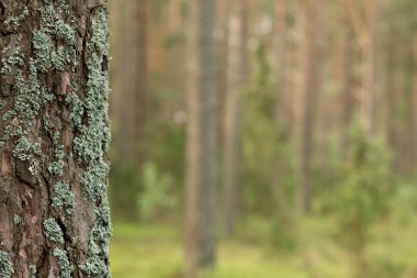 Orman manzara. Kopya alanı