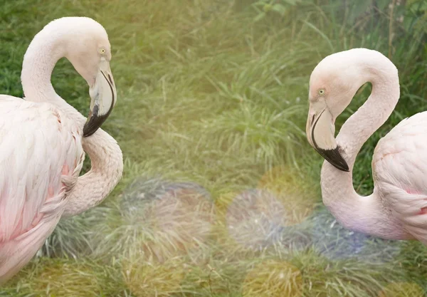 Pembe flamingolar doğada. Kopya alanı