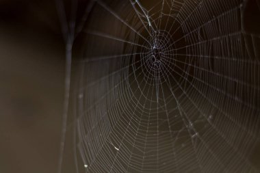 Boş gerçek Web koyu arka plan üzerinde. Korku