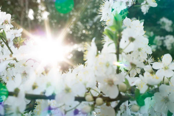 Árbol floreciente en el fondo del sol brillante . — Foto de Stock