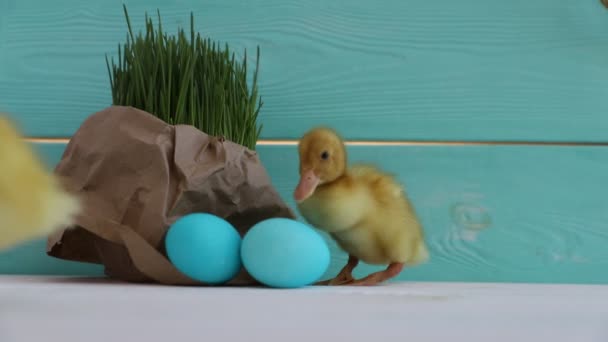 かわいいアヒルがイースターの卵に草を食べる背景 — ストック動画