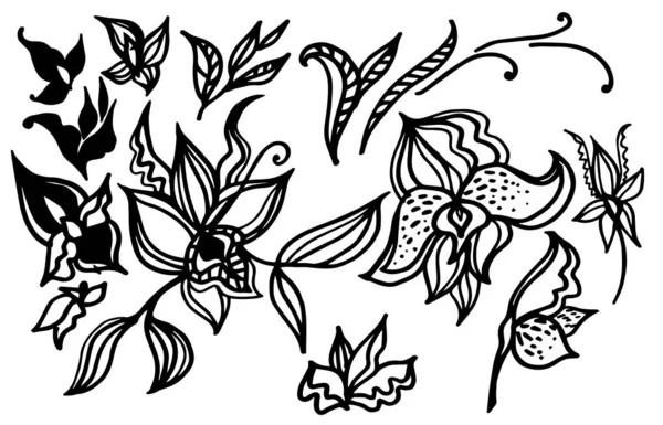 Conjunto Vectorial Plantas Naturales Elementos Diseño Flores Orquídea Tropical Flor — Vector de stock