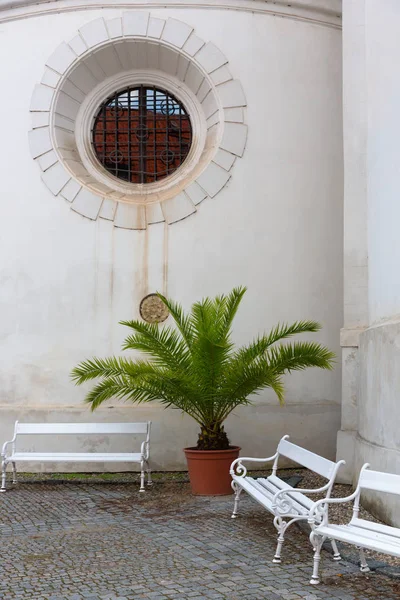 Cortile con panchine e palma — Foto Stock