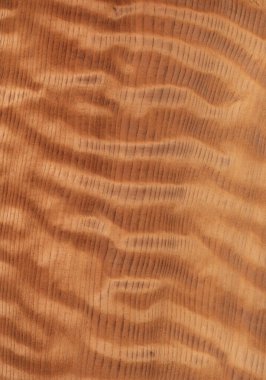 Doğal ahşap doku arka planı. sekoya ağacı