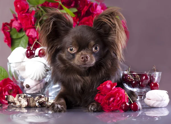 Vişneli ve çikolatalı Chihuahua hua — Stok fotoğraf