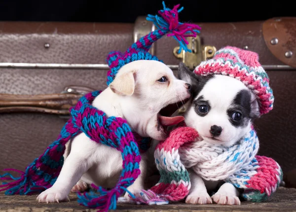 Chihuahua cachorro en sombrero — Foto de Stock