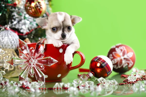 Cachorro Chihuahua en copa roja y bolas de Navidad — Foto de Stock