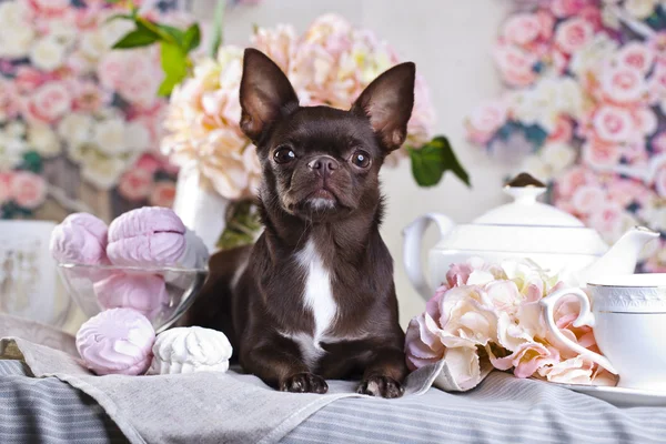 Köpek Chihuahua ve pembe çiçekler — Stok fotoğraf