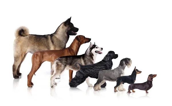 Groupe de chiens de races différentes sur fond blanc — Photo