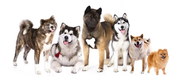 Группа псов — стоковое фото