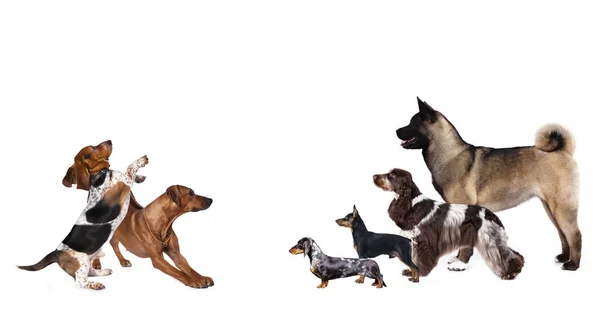 Gruppo di cani allo stand espositivo, profilo del cane — Foto Stock