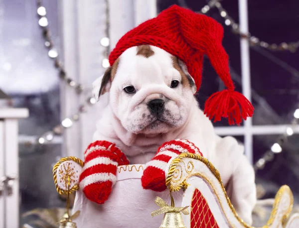 Noel Baba şapkası içinde İngilizce bulldog köpek yavrusu — Stok fotoğraf