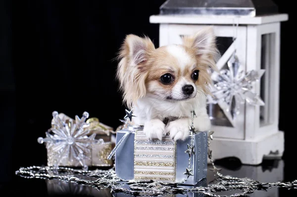Chihuahua pup weinig — Stockfoto