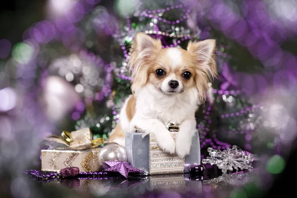 Chihuahua köpek yavrusu küçük — Stok fotoğraf