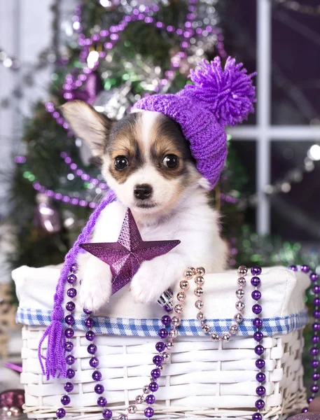 Chihuahua-Welpe mit Hut — Stockfoto
