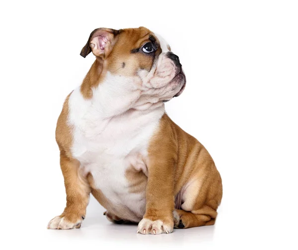 İngilizce bulldog köpek yavrusu uzağa arıyorsunuz — Stok fotoğraf
