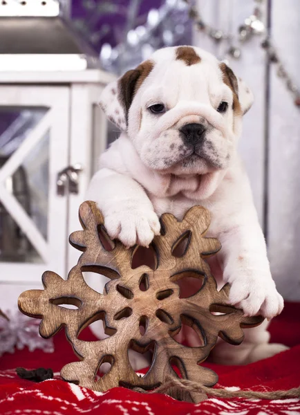 Bouledogue anglais chiot en santa claus chapeau — Photo